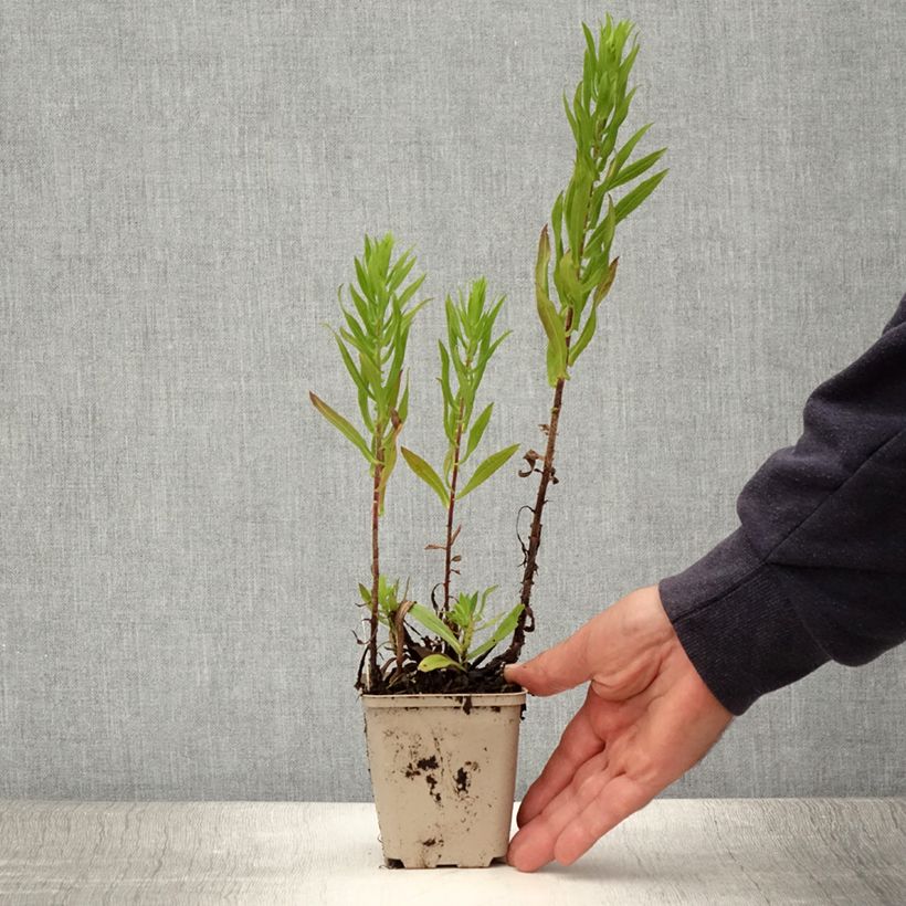 Example of Aster hybride Ann Leys Godet de 8/9 cm as you get in ete