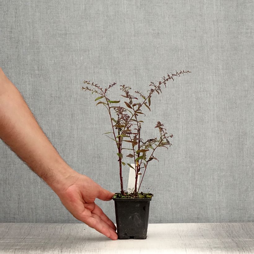 Example of Aster lateriflorus Prince Godet de 8/9 cm as you get in ete