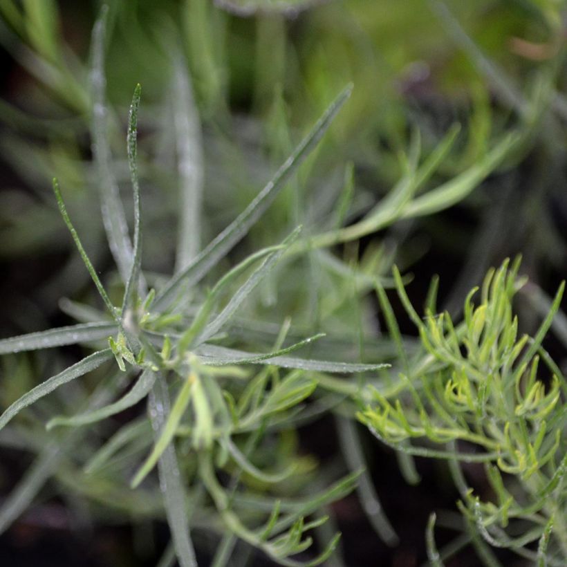 Aster linosyris - Aster d'automne (Foliage)