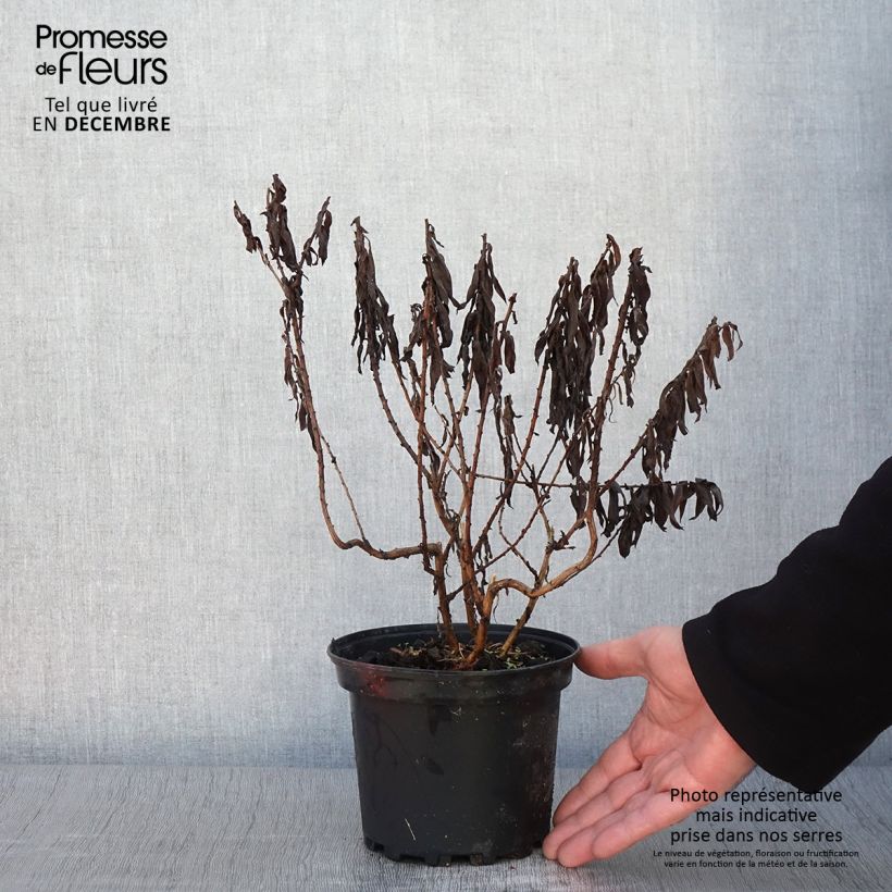 Example of Aster novae-angliae Andenken an Alma Pötschke Pot de 2L/3L as you get in automne