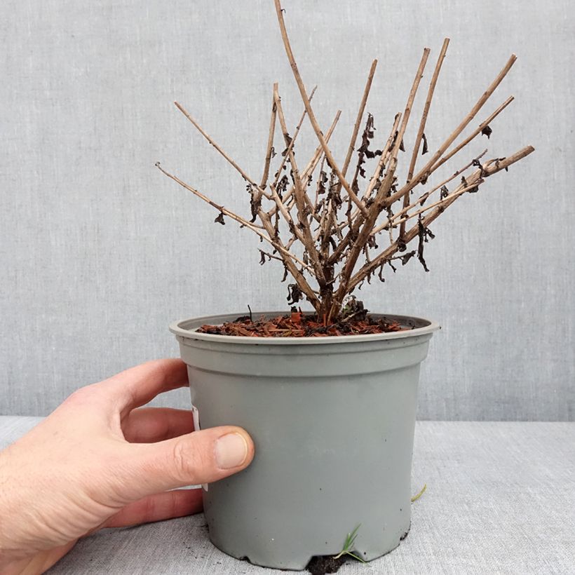 Example of Aster novae angliae Barrs Blue - Aster grand d'automne Pot de 2L/3L as you get in hiver