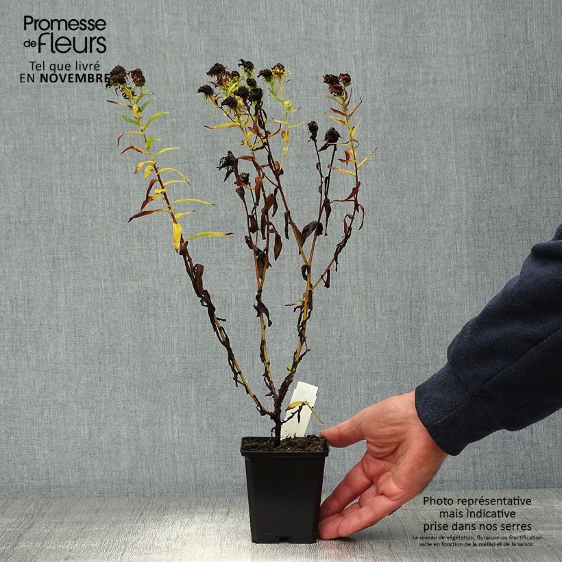 Example of Aster novae angliae Herbstschnee - Aster grand d'automne Godet de 8/9 cm as you get in automne
