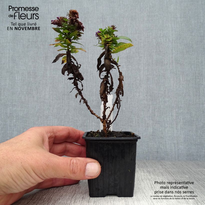 Example of Aster novae-angliae Purple Dome - Aster d'automne Godet de 8/9 cm as you get in automne