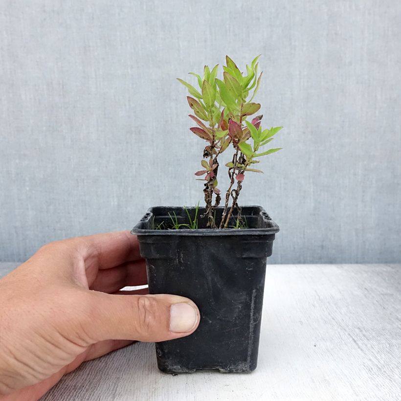 Example of Aster novae-angliae Septemberrubin - Septembre rouge Godet de 7/8 cm as you get in ete