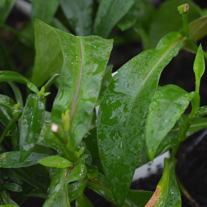 Aster Novi Belgii Fellowship (Foliage)