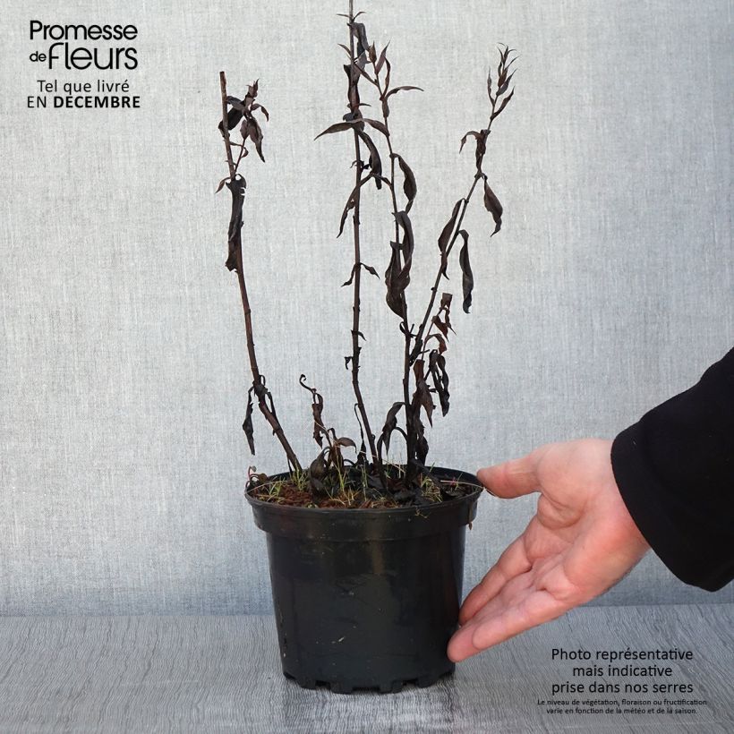 Example of Aster Novi Belgii Fellowship Pot de 2L/3L as you get in automne