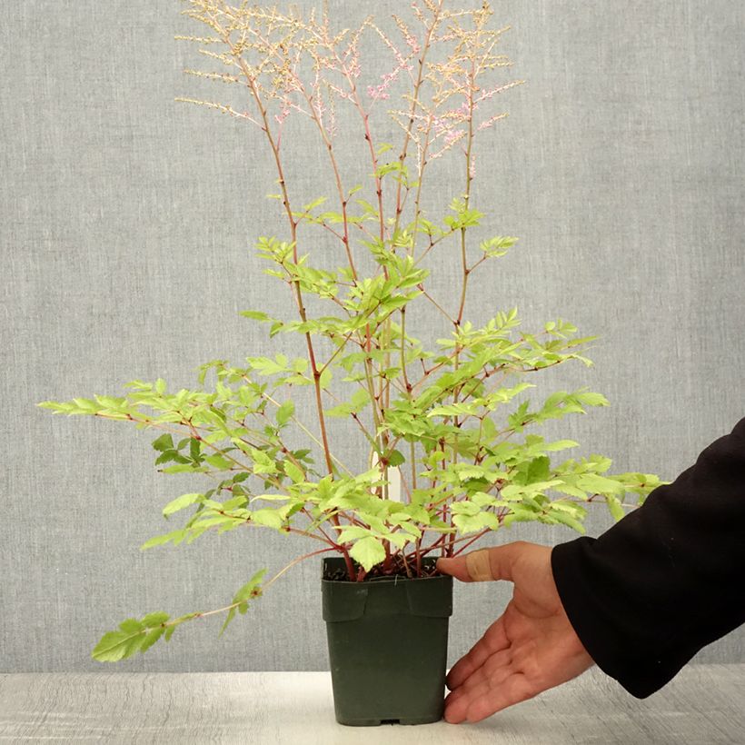 Example of Aster novi-belgii Flamingo - Aster grand d’automne Godet de 8/9 cm as you get in ete
