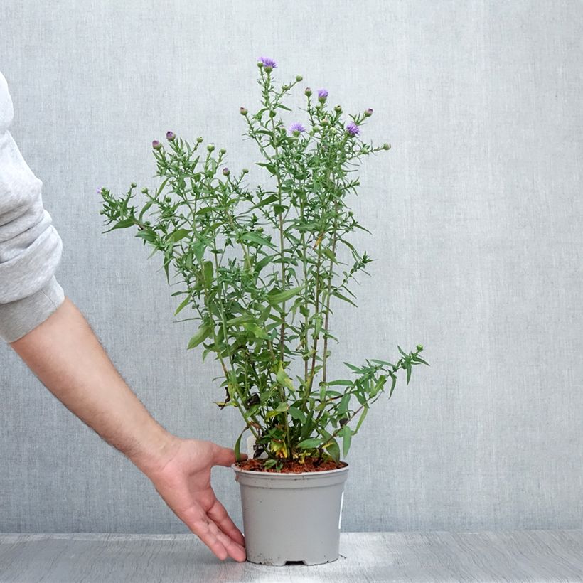 Example of Aster novi-belgii Marie Ballard - Aster grand d’automne Pot de 2L/3L as you get in ete