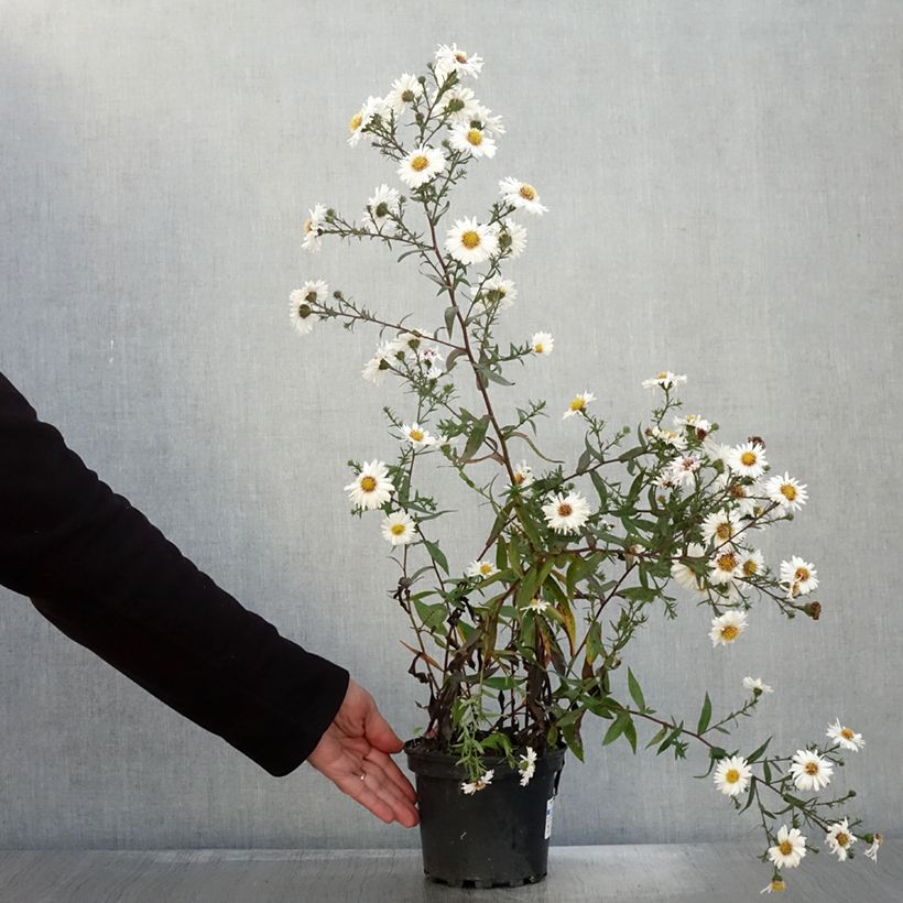 Example of Aster novi-belgii White Lady - Aster grand d'automne Pot de 2L/3L as you get in automne