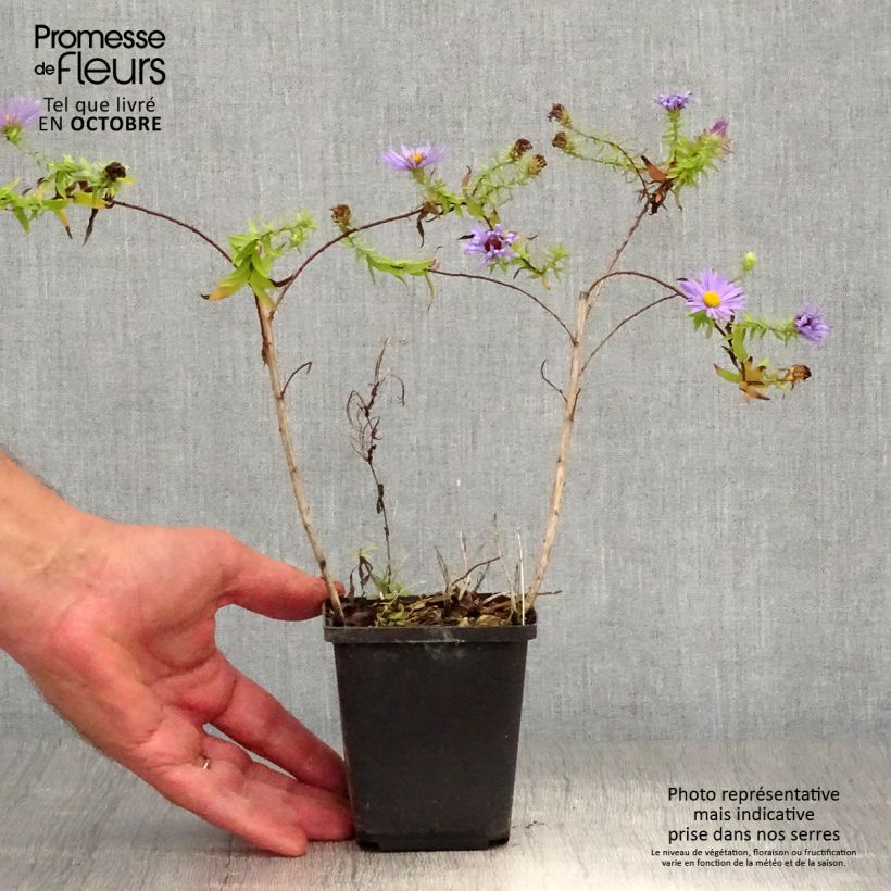 Example of Aster oblongifolius October Skies Godet de 8/9 cm as you get in automne