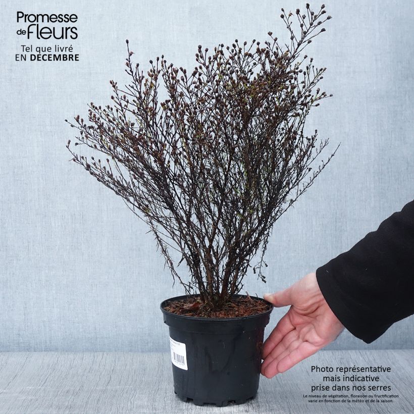 Example of Aster pringlei Monte Cassino Pot de 2L/3L as you get in automne
