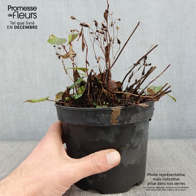 Example of Aster tradescantii - Aster d'automne Pot de 2L/3L as you get in automne