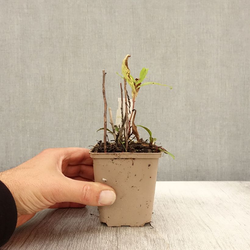 Example of Aster versicolor Altweibersommer - Aster grand d'automne Godet de 8/9 cm as you get in automne