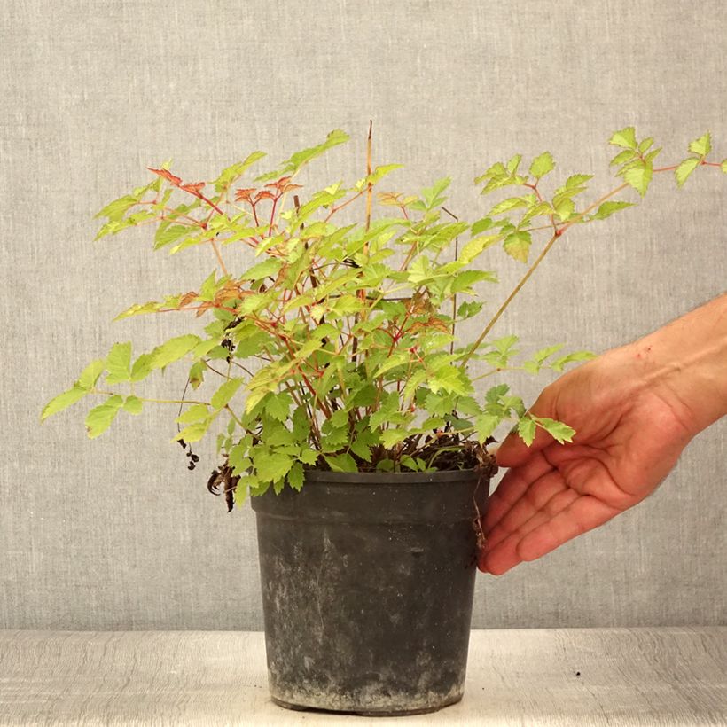 Example of Astilbe arendsii Color Flash Lime, Beauty of Lisse Pot de 2L/3L as you get in ete