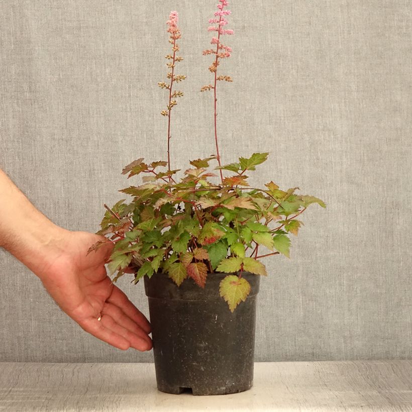 Example of Astilbe arendsii Colour Flash - Astilbe d'Arends panachée Pot de 2L/3L as you get in ete