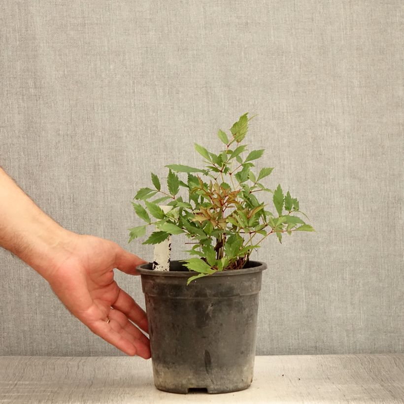 Example of Astilbe arendsii Ellie Pot de 2L/3L as you get in ete