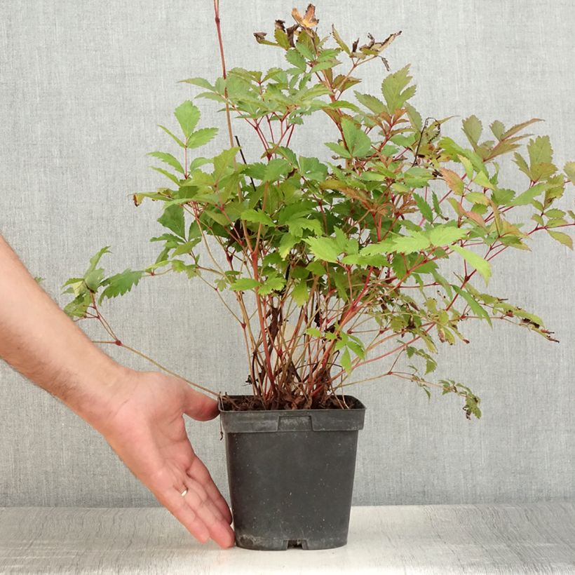 Example of Astilbe arendsii Moccachino Pot de 2L/3L as you get in ete