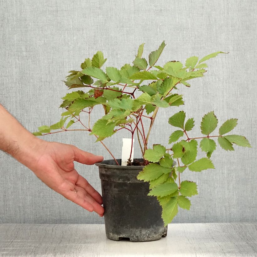Example of Astilbe chinensis Mighty Chocolate Cherry Pot de 2L/3L as you get in ete