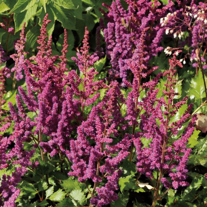 Astilbe Chinensis Purpurkerze (Plant habit)