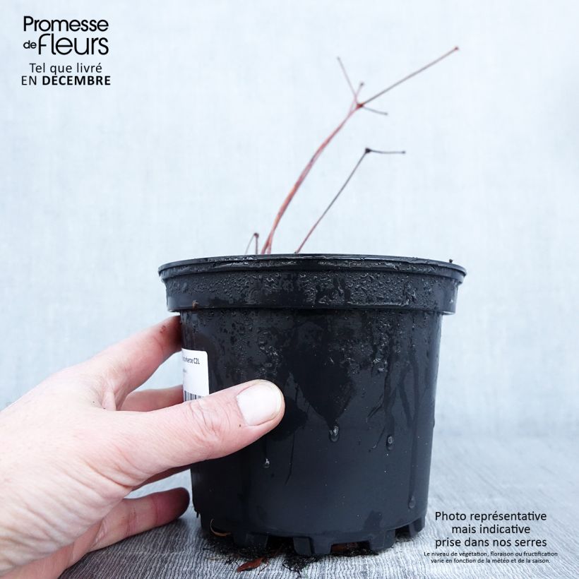 Example of Astilbe Chinensis Purpurkerze Pot de 2L/3L as you get in automne