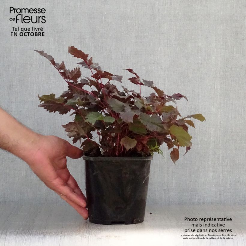Example of Astilbe Chocolate Shogun Pot de 1,5L/2L as you get in automne