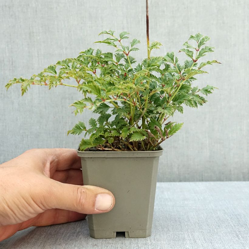 Example of Astilbe crispa Perkeo Godet de 8/9 cm as you get in ete