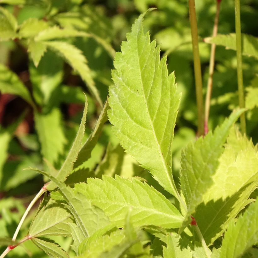 Astilbe Washington (Foliage)