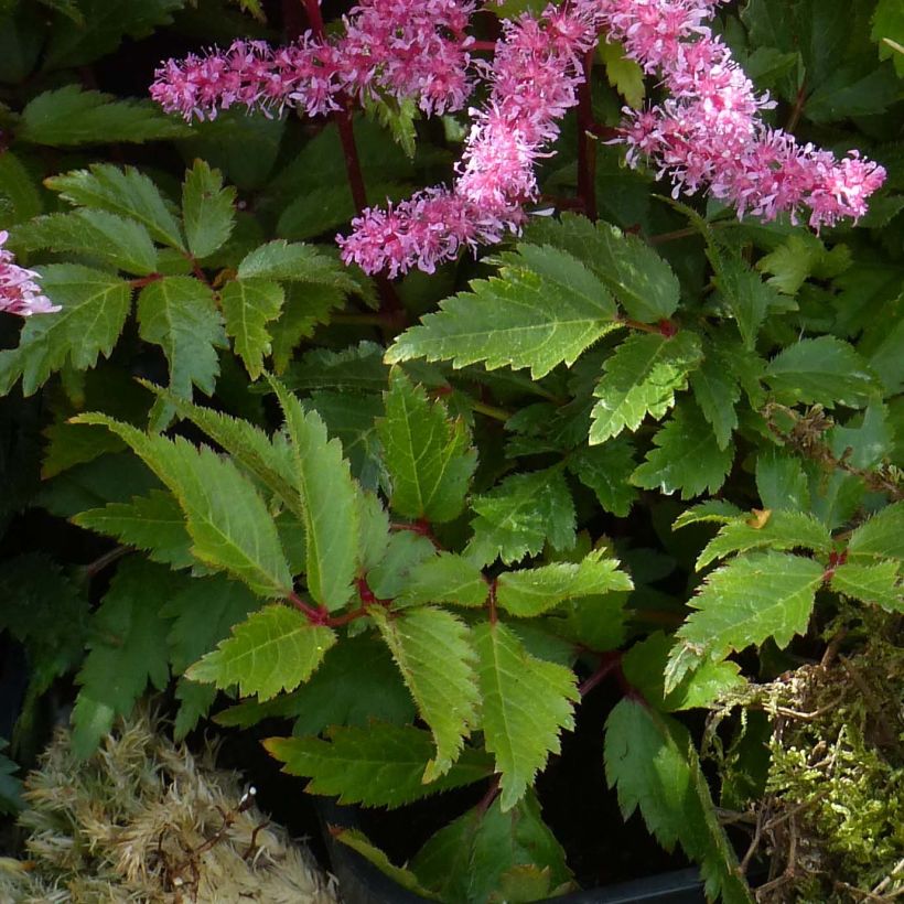 Astilbe Younique® Red (Ruby Red) (Foliage)