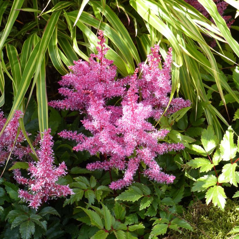 Astilbe Younique® Red (Ruby Red) (Flowering)