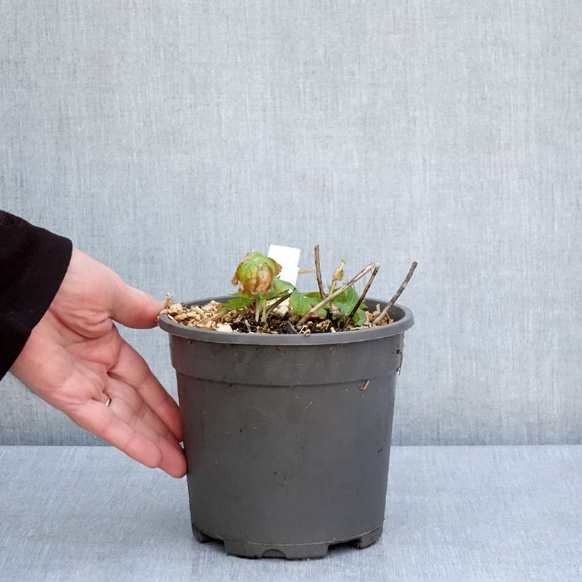 Example of Astrance - Astrantia major Alba (White) Pot de 2L/3L as you get in printemps
