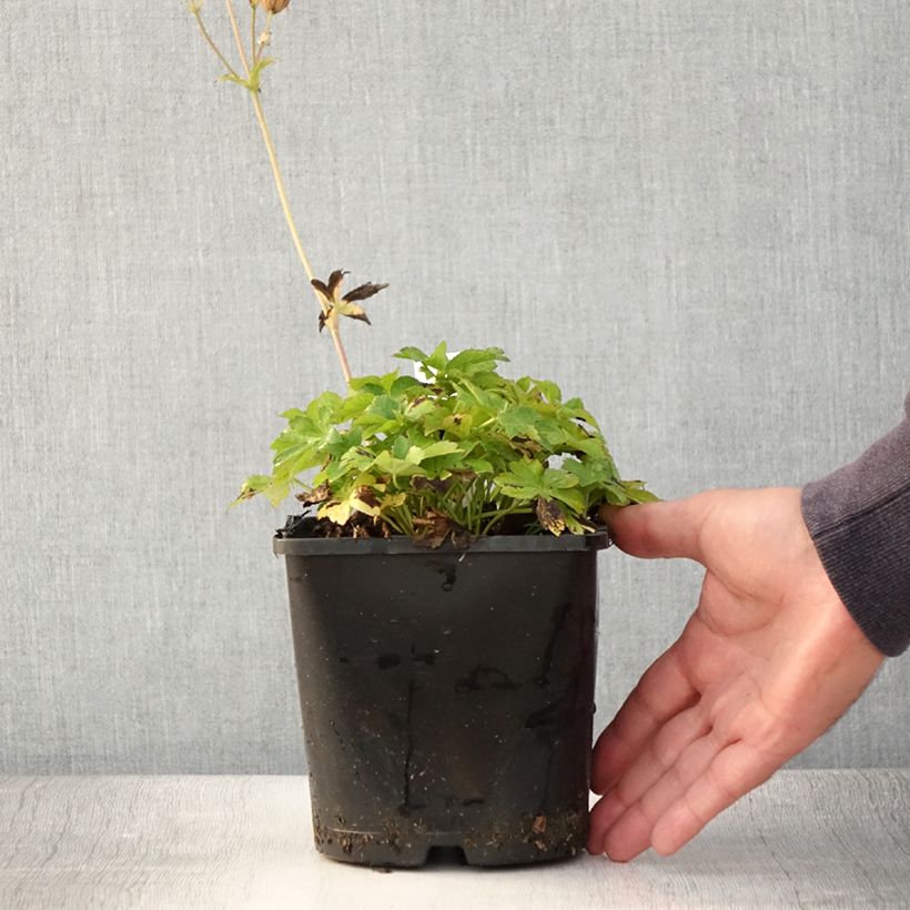 Example of Astrance - Astrantia major Buckland Pot de 2L/3L as you get in ete