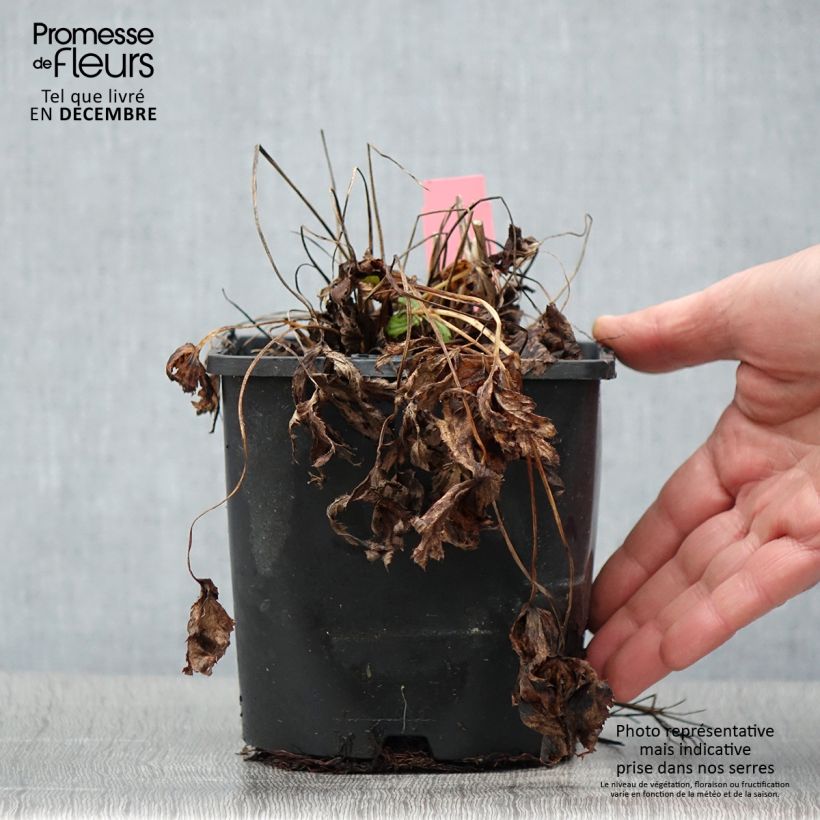 Example of Astrance - Astrantia major Star of Beauty Pot de 1,5L/2L as you get in automne