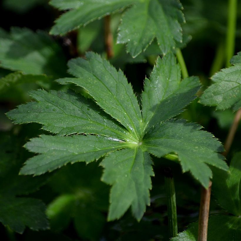 Astrance - Astrantia major Star of Passion (Foliage)