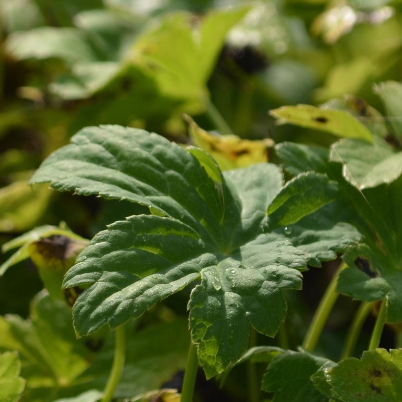 Astrance - Astrantia major Super Star (Foliage)