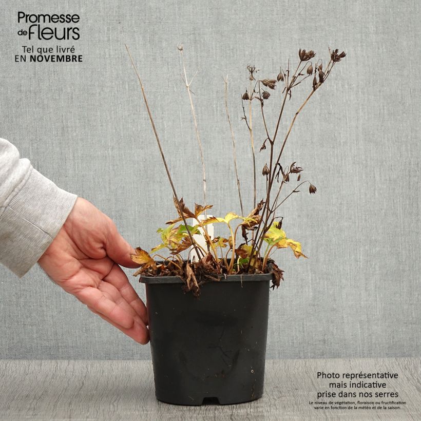 Example of Astrance - Astrantia Star of Love Pot de 2L/3L as you get in automne