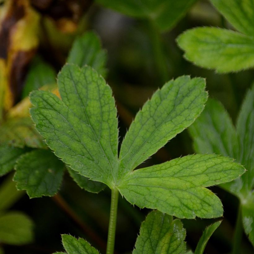Astrance Major Venice (Foliage)