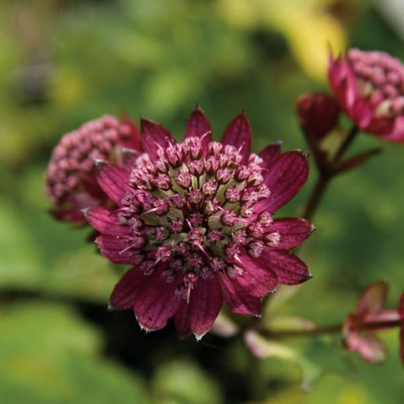 Astrance - Astrantia major Hadspen Blood (Flowering)