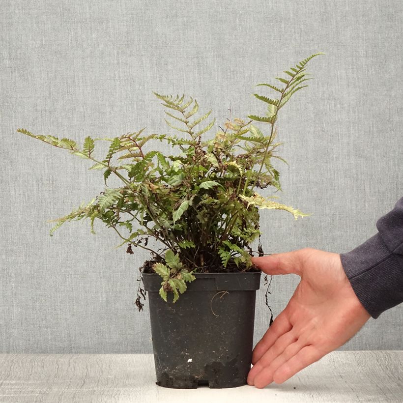 Example of Athyrium niponicum Pictum - Fougère japonaise Pot de 2L/3L as you get in ete