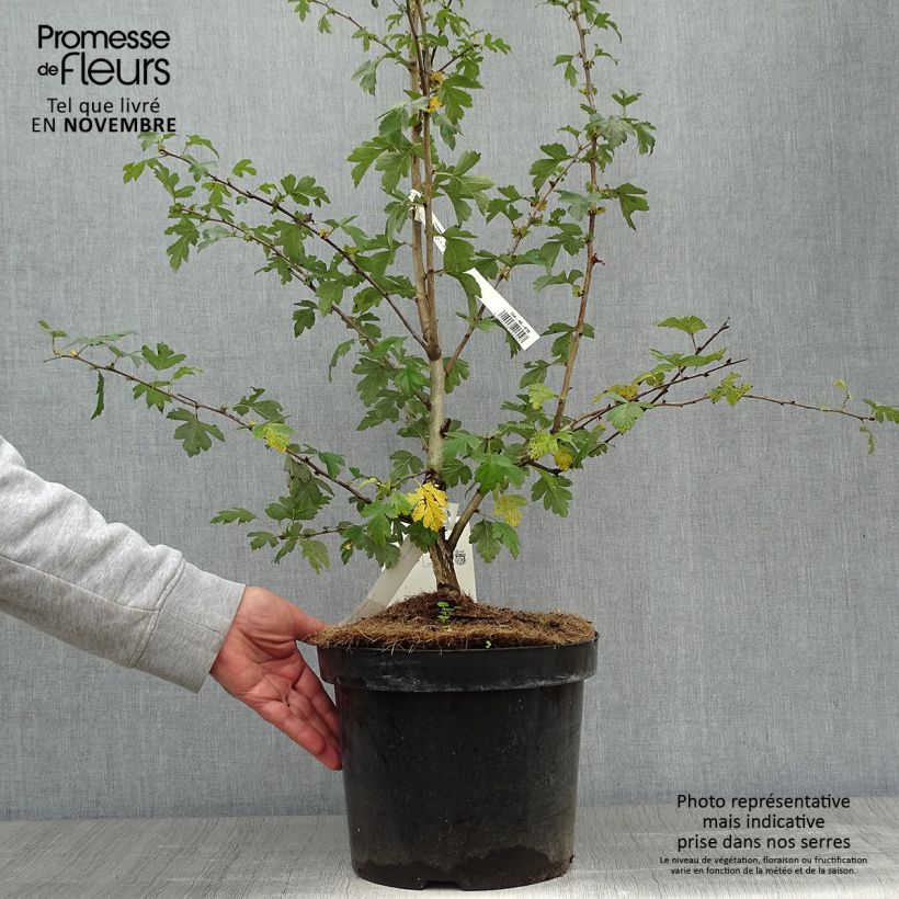 Example of Aubépine - Crataegus laevigata Paul's Scarlet Pot de 7,5L/10L as you get in automne