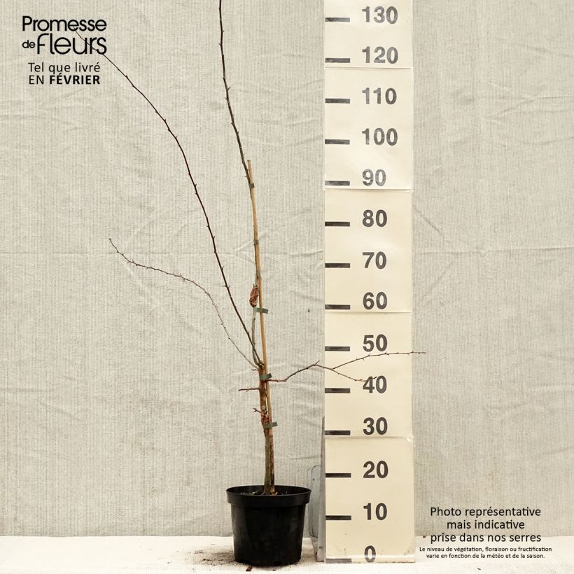 Example of Crataegus laevigata Princesse Sturdza - Aubépine lisse Pot de 4L/5L as you get in hiver