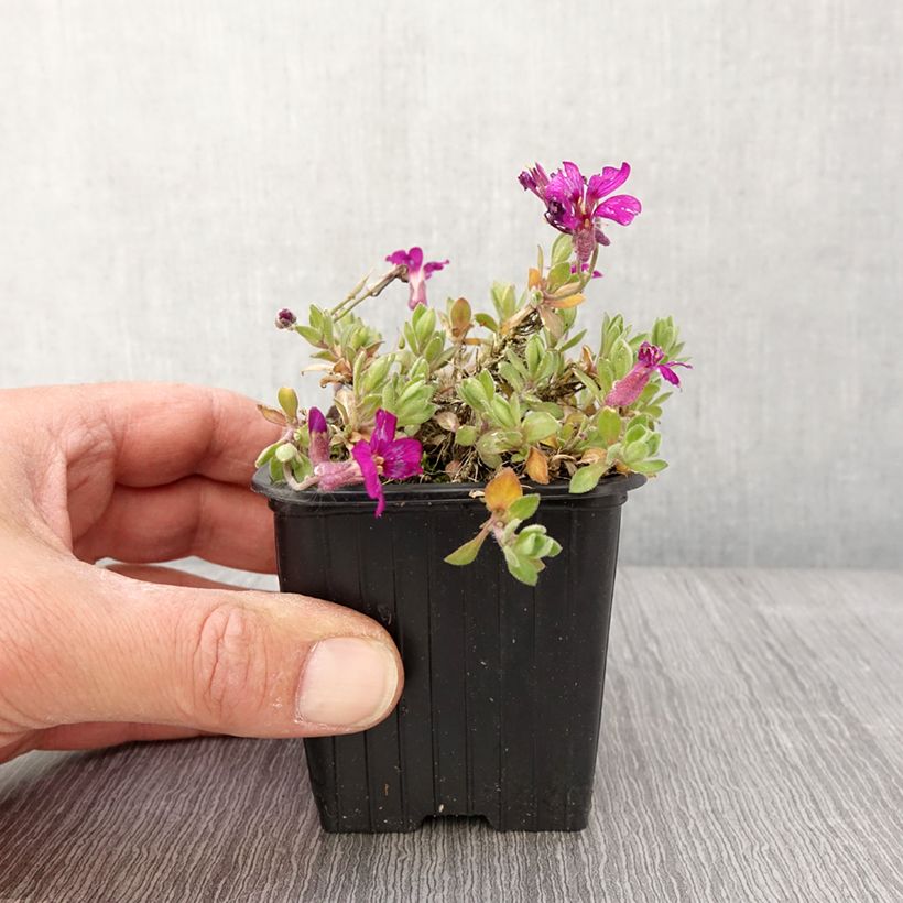 Example of Aubriète Florado Rose - Aubrieta gracilis Godet de 8/9 cm as you get in printemps