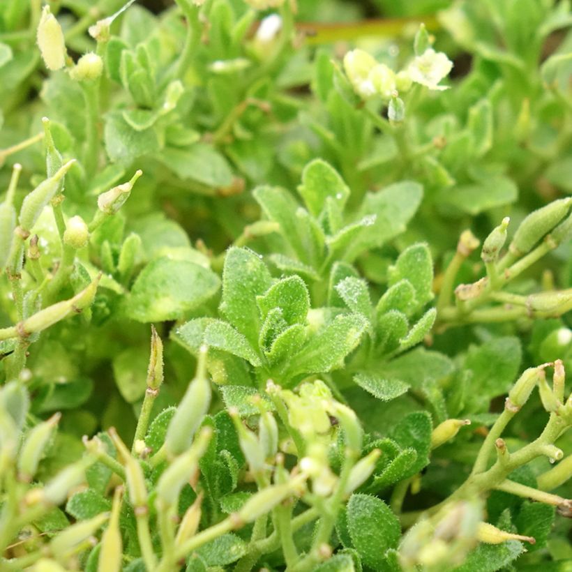 Aubriète Kitte White (Foliage)