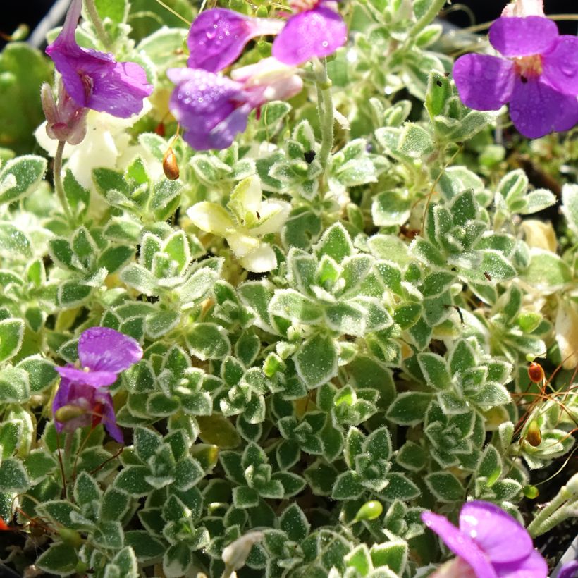 Aubriète Silberrand - Aubrieta (Foliage)