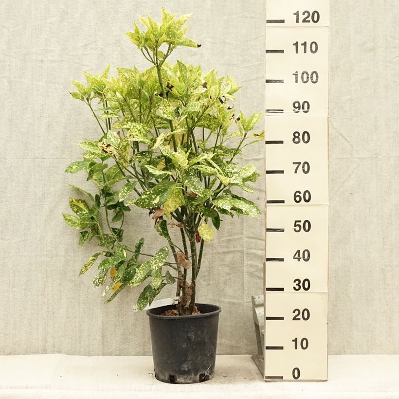 Example of Aucuba japonica Crotonifolia Pot de 7,5L/10L as you get in ete