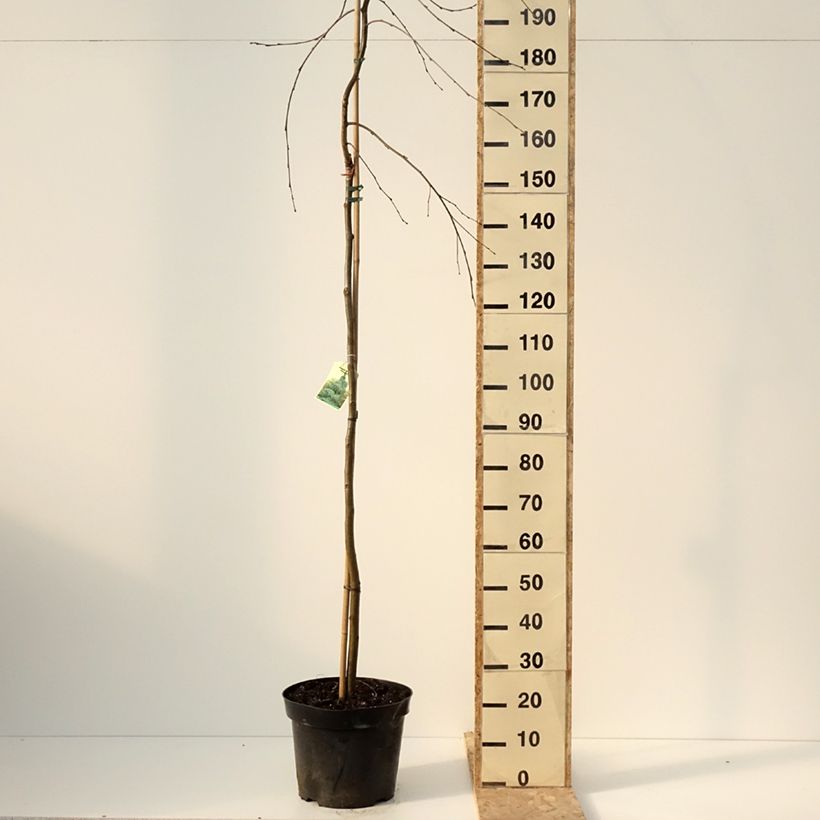 Example of Aulne blanc pleureur - Alnus incana Pendula Pot de 7,5L/10L, Tige as you get in hiver