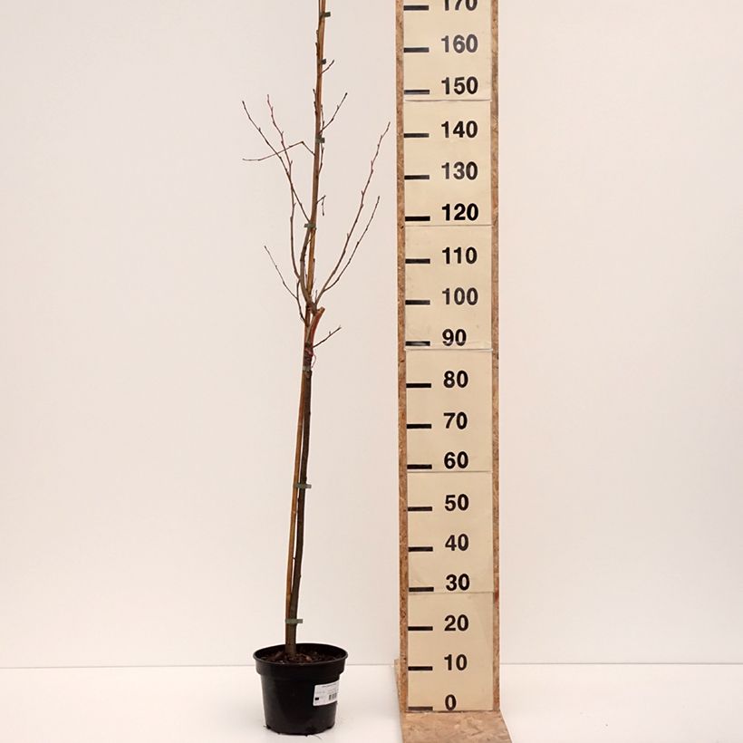 Example of Aulne glutineux - Alnus glutinosa Aurea Pot de 4L/5L as you get in hiver