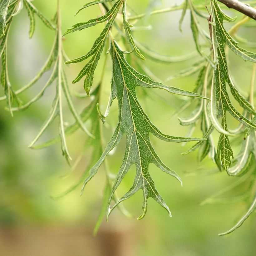 Aulne glutineux - Alnus glutinosa Imperialis (Foliage)