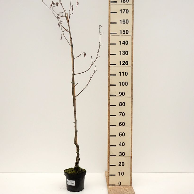 Example of Aulne glutineux - Alnus glutinosa Luszyn Pot de 12L/15L as you get in hiver