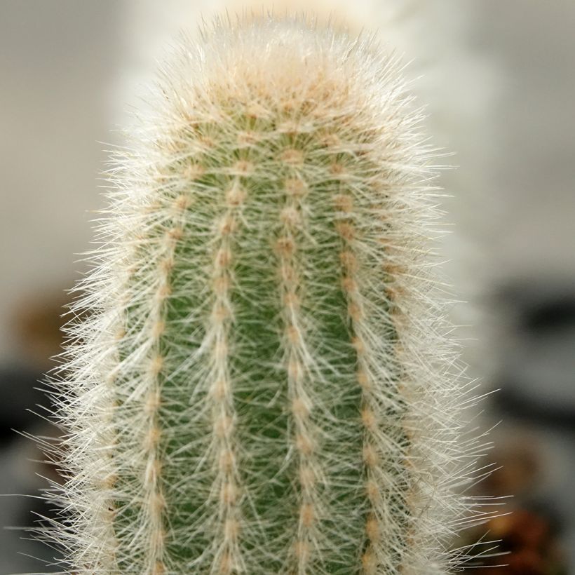 Austrocephalocereus dybowskii - Cactus-cierge laineux (Foliage)