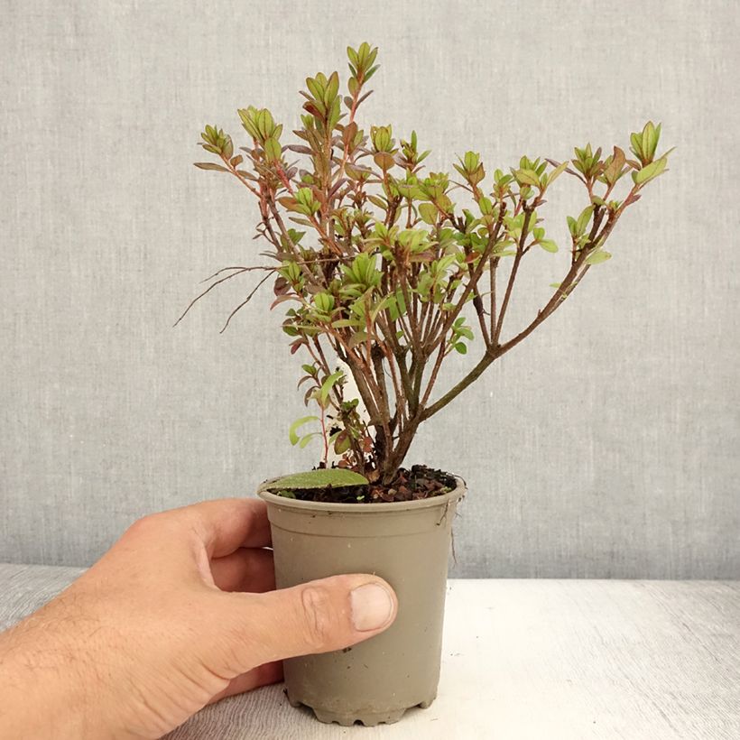 Example of Azalée du Japon Moederdag - Rhododendron japonica Godet de 8/9 cm as you get in ete